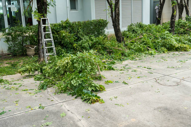 Best Emergency Tree Removal Services  in USA